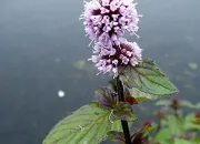 Quiz Gurisseur par les plantes - LGDC