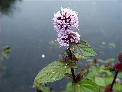 À quoi sert la menthe aquatique ?