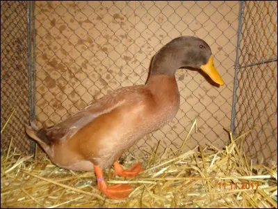 Ce canard est...