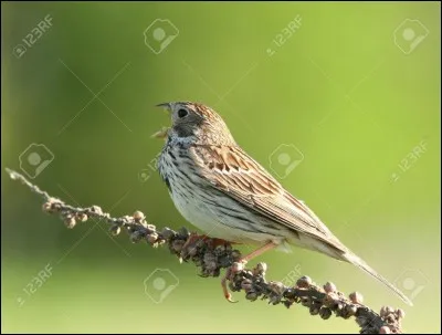 Quel est cet oiseau ?