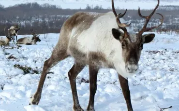 Quiz Animaux