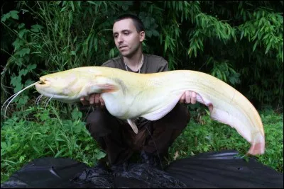 Il faut des gros leurres pour pêcher le silure.