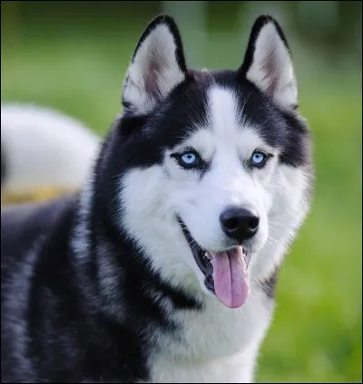 Quel type de chien ont habituellement les Esquimaux ?