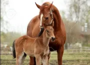 Quiz Quiz connais-tu les chevaux ?