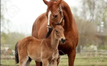 Quiz Chevaux