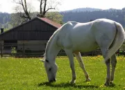 Quiz Connais-tu les chevaux ? - 2