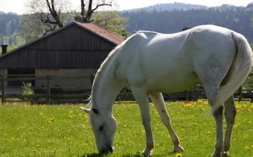 Quiz Chevaux