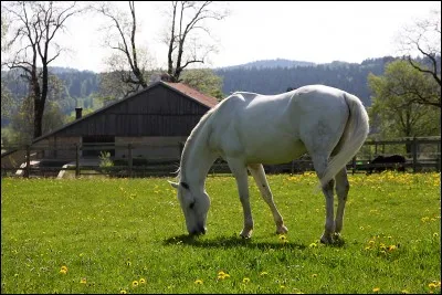 Le cheval est peureux, on doit l'aborder exclusivement par le côté gauche.