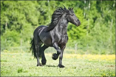 Observez ce cheval. De quelle race est-il ?