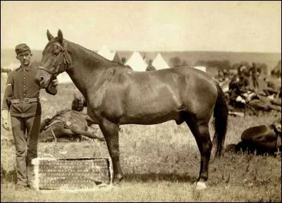 Comanche est le seul survivant du bataillon de ______.