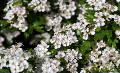 Quel est le nom de cet arbuste aux fleurs parfumées blanches ou roses ?