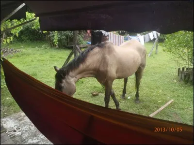 Trouvez le nom d'un driver de trot attelé français, qui gagna huit fois le prix d'Amérique !