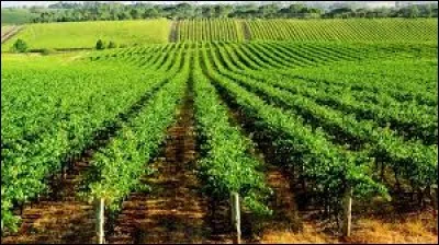 Quel fruit la vigne donne-t-elle ?