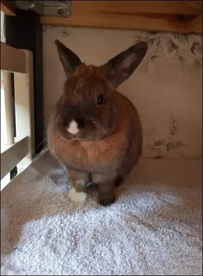 Le lapin qui émet des grognements du type « honk honk », signifie :