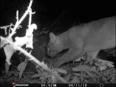 Qui a chanté : Le Petit Chat est mort ?