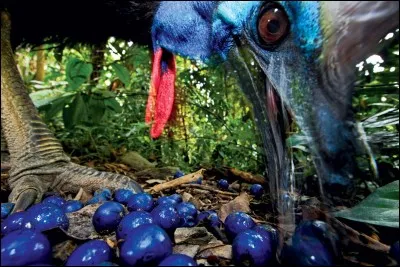 Dans quel pays pouvez-vous voir cet oiseau ?