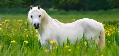 Les chevaux font parties de la famille des...