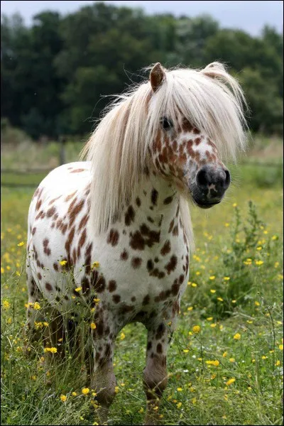 D'où vient le shetland ?