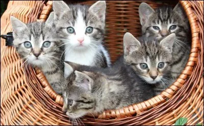 Il y a combien de chatons dans ce panier ?