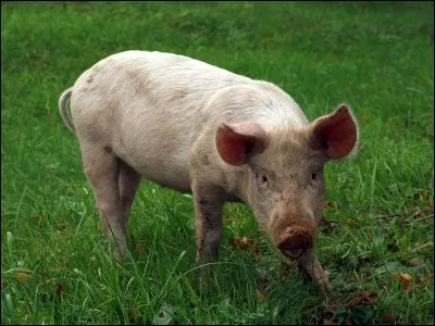 C'est un mammifère africain de la même famille que le cochon.