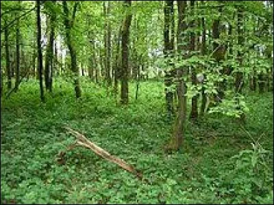 Une forêt où prédomine le chêne porte le nom de ...