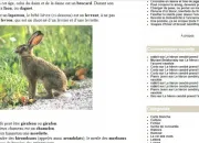 Quiz Le lapin