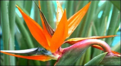 Vous devriez facilement trouver le nom de cette fleur, c'est aussi celui d'un animal !