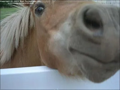 Quelle est la race de ce poney ?