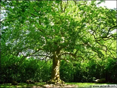 Quel arbre préfères-tu ?