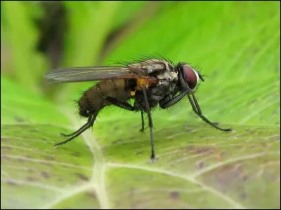 Quand une plante est envahie d'œufs d'insectes, quel va être ton premier réflexe ?