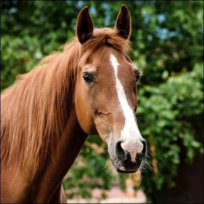 Le cheval est...