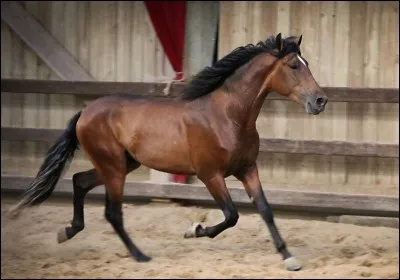 De quelle couleur est le cheval sur la photo ?