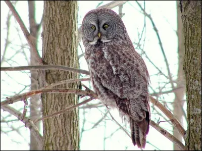 Le hibou est le mâle de la chouette.