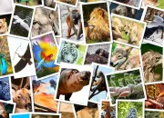 Quiz Les animaux de Tina