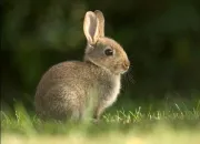 Quiz Sais-tu t'occuper d'un lapin ?