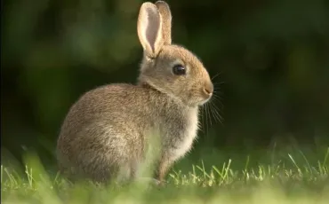 Quiz Animaux