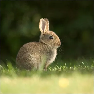 Le lapin est évidemment...