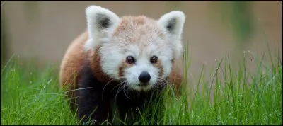 Cet animal est une variété de panda.