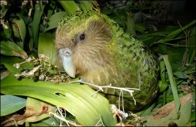 Quel est cet animal ?