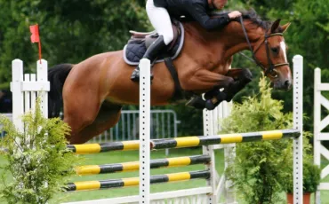 Quiz Equitation