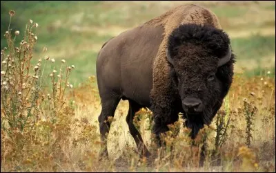 Quel est cet animal ?