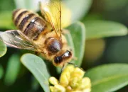 Quiz Les abeilles