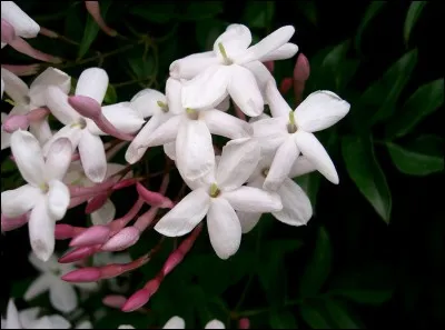 De quel pays le jasmin est-il l'emblème ?