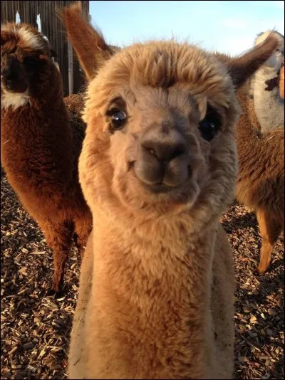 Une recherche sur cette photo dans Google donne que ce petit camélidé est heureux : on a interprété qu'il avait un sourire et que cela lui donnait du bonheur.
Quel est le nom de cet animal généralement considéré comme doux et curieux, mais qui peut aussi être peureux, préférant l'encadrement de son troupeau ?