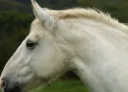 Quiz Les races de chevaux