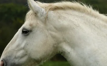 Quiz Chevaux