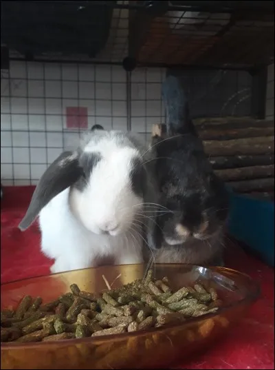 La dureté des aliments est la clé d'une bonne usure des dents du lapin.