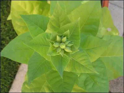 Plante riche en nicotine :