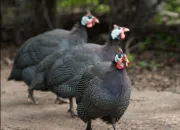 Quiz Animaux de la ferme