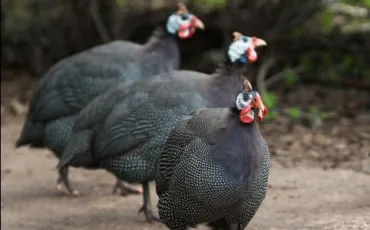 Quiz Animaux